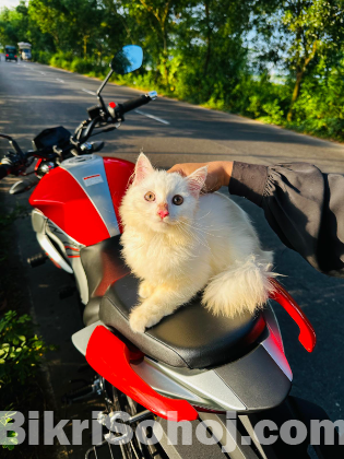 Traditional Persian kitten